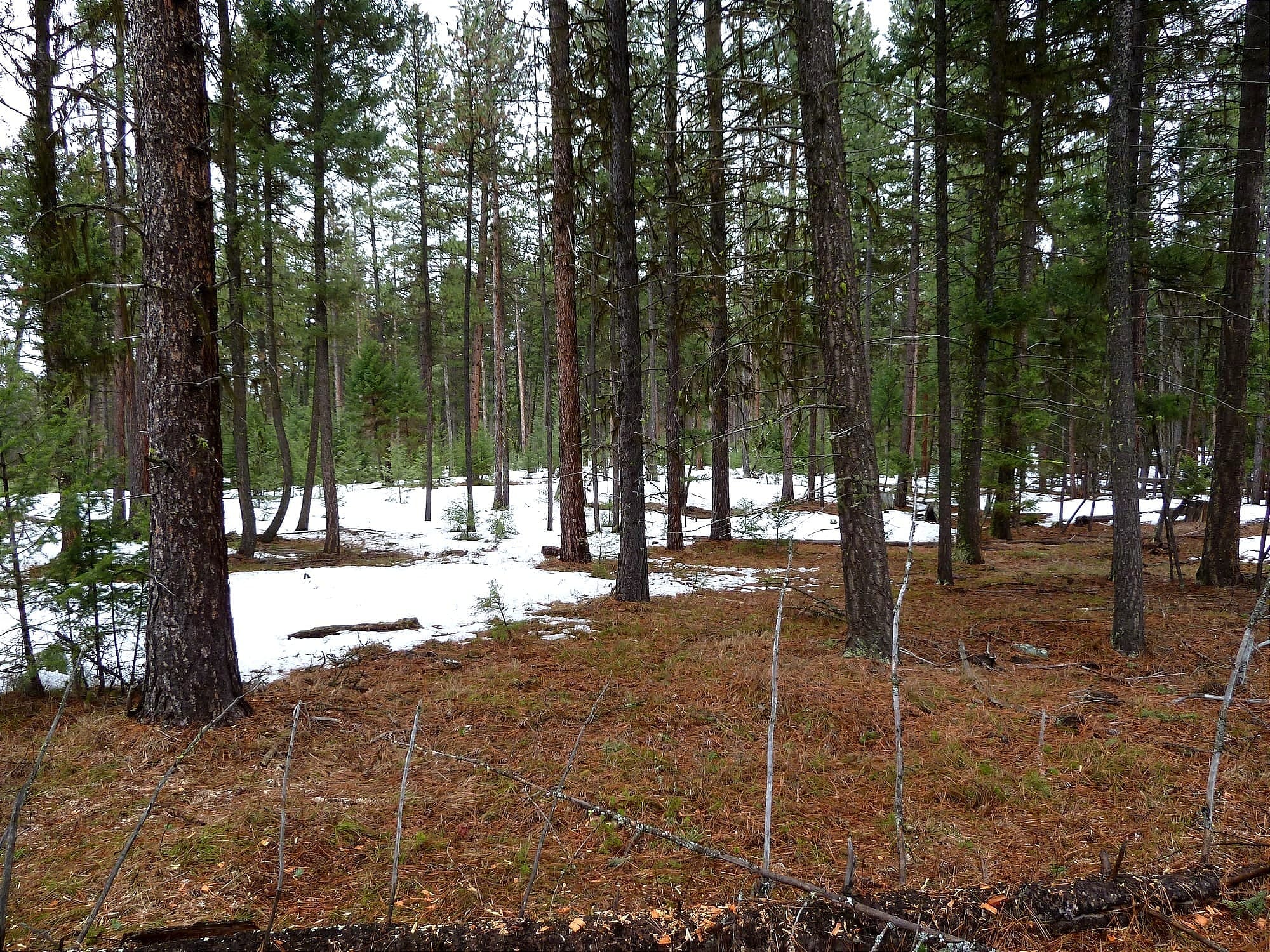 What is Climate Smart Forestry?