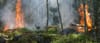 Burning an Empire: NAFSR's Letter to Secretary Purdue and Workforce Capacity Study