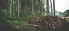 The Future of the National Forests