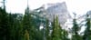Forestry's Great Divide