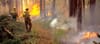 A Taxpayer's Guide To Wildfires: Executive Summary