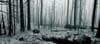 Restoring The West's National Forests: Part 1