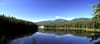 Forestry As Sustainability