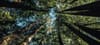 What Do You Want From Your Forest?
