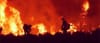 Wildfire Forestry: Managing National Forests with Unplanned Fire