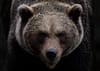 Creating grizzly bear habitat using adaptive forest management tools