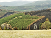 What is Climate Smart Forestry?