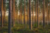Raking the Forest