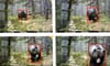 How to Increase Biological Diversity In Grizzly Bear Habitat