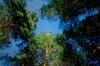 Restoring Foresight