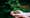 What is an early seral forest and why is it important?